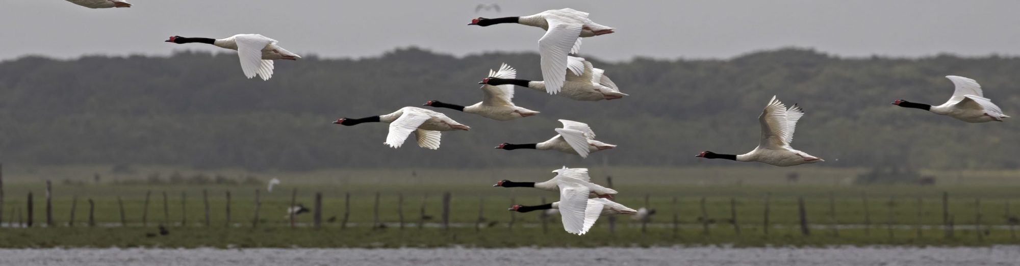 Avis Tem (Falando de Aves) – Leonildo Piovesan
